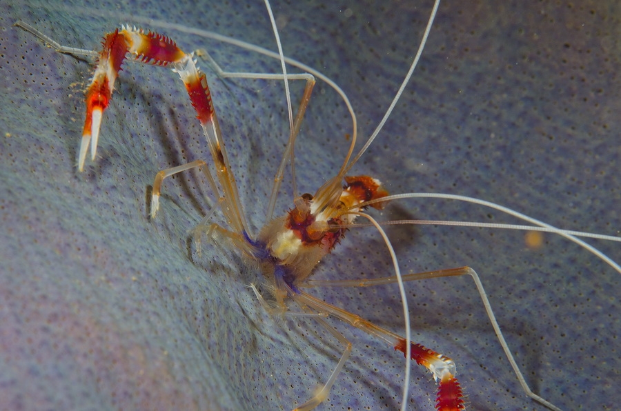 Banded Coral Shrimp