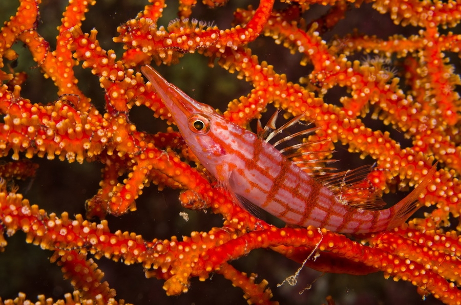 Longnose Hawkfish