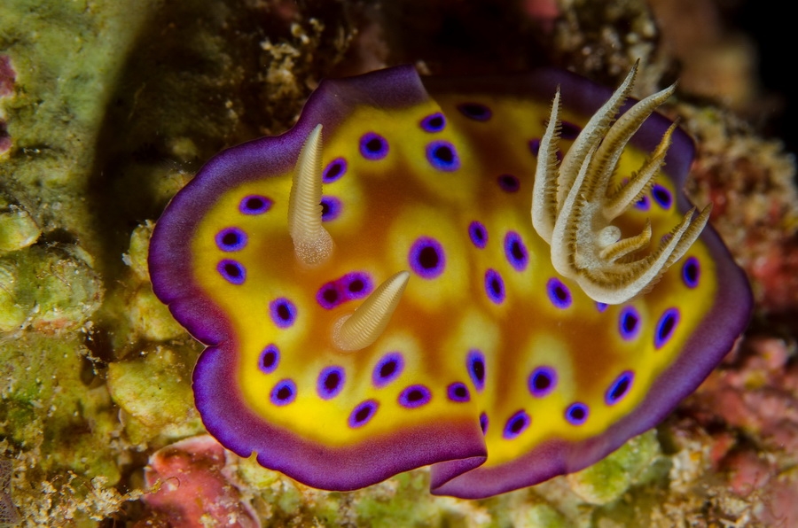 Kunies Chromodoris