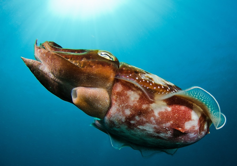 Broadclub Cuttlefish