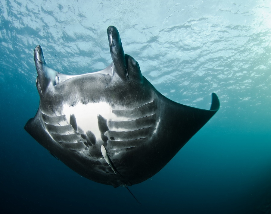 Manta Ray