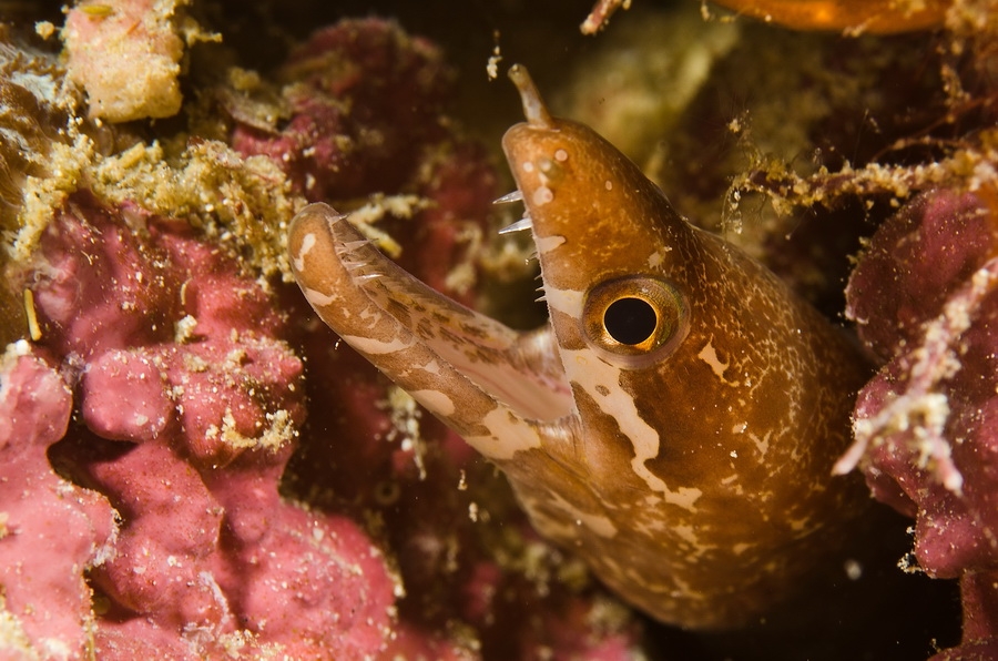 Barred-Fin Moray