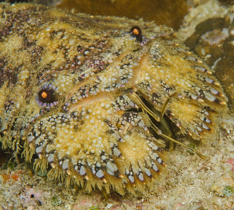 Sculptured Slipper Lobster