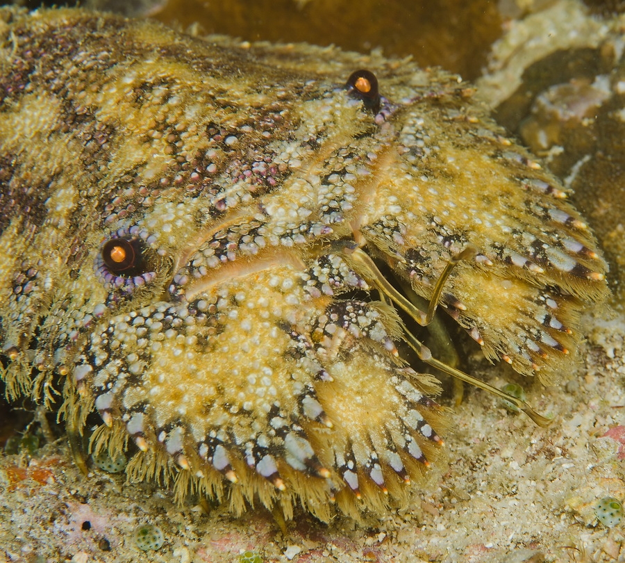 Sculptured Slipper Lobster