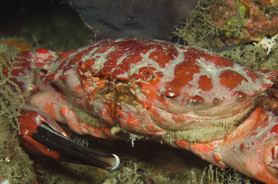 Hairy Spooner Crab