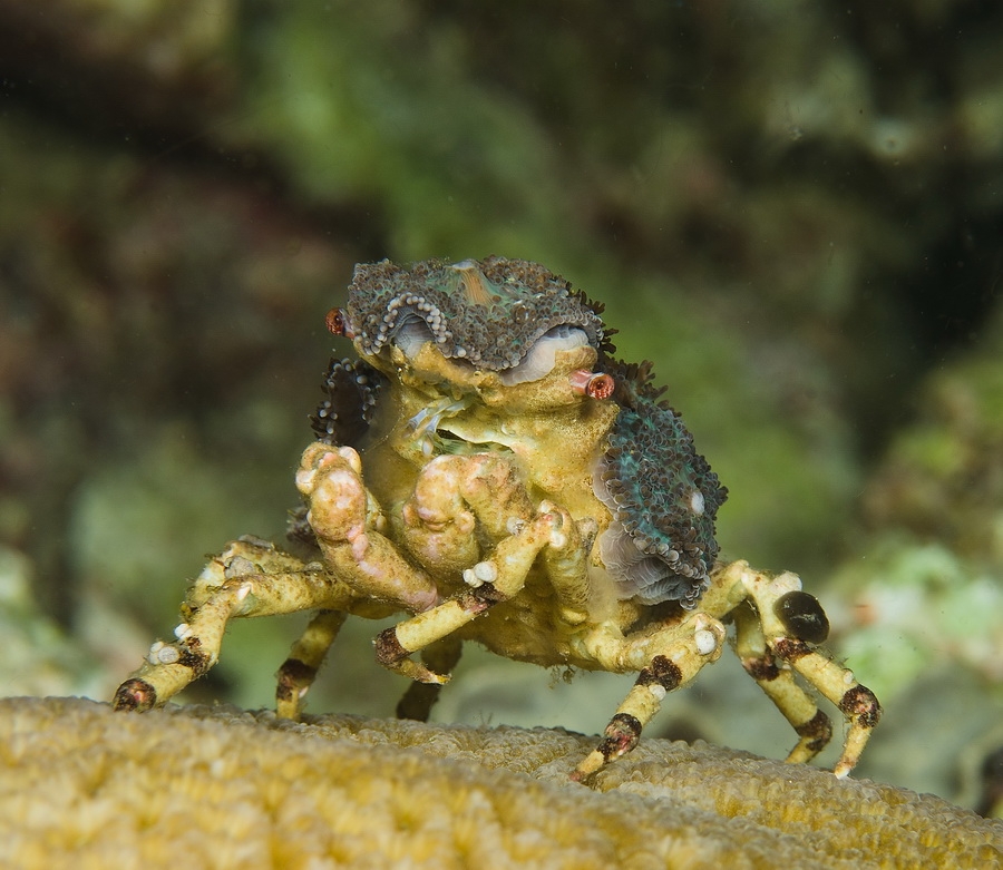 Corallimorph Decorator Crab