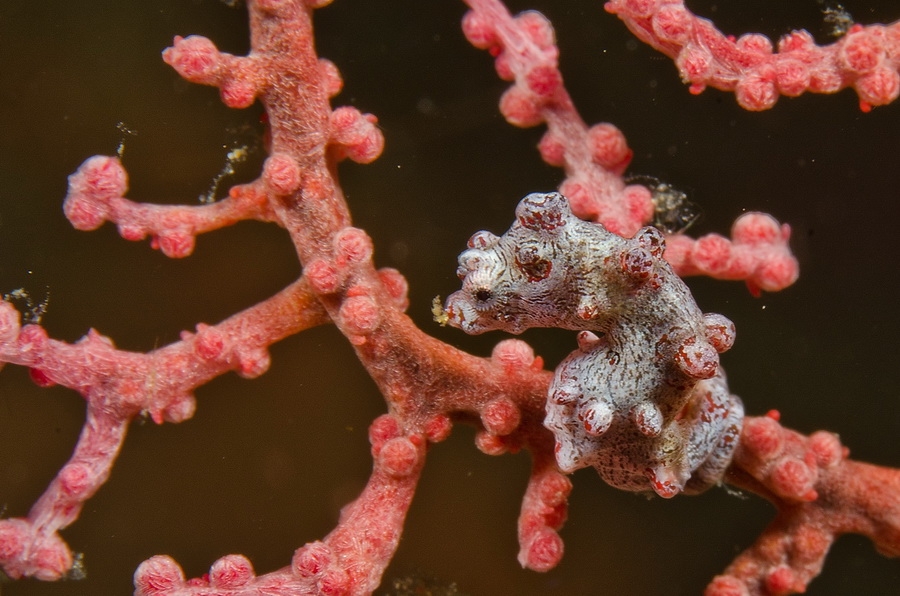 Pygmy Seahorse