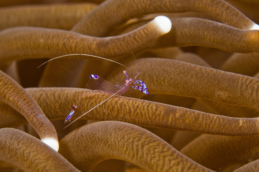 Anemone shrimp