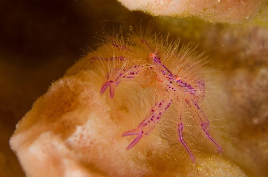 Hairy Squat Lobster