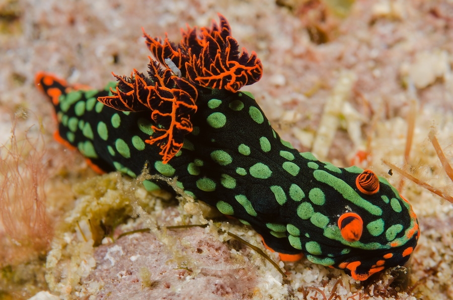 Kubaryanas Nembrotha