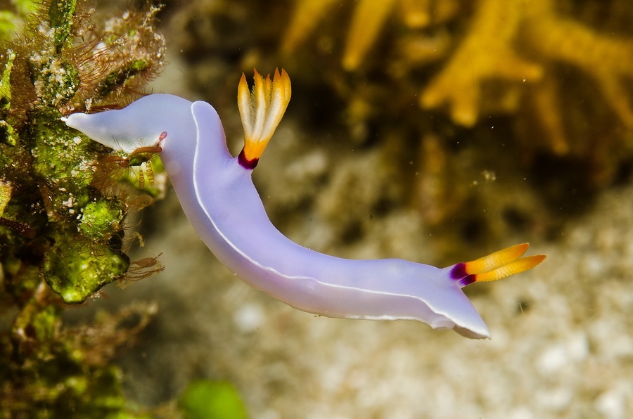 Bullocks Hypselodoris