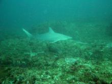 Žralok NEZNÁMÝ (zatím...)