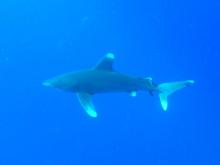 Žralok dlouhoploutvý