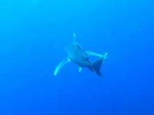 Dlouhoploutvák bere čáru...