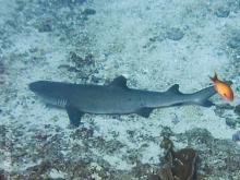 Žralok bělocípý útesový