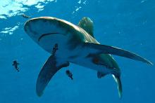 Žralok dlouhoploutvý